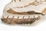 Fossil Mosasaur (Tethysaurus) Jaws In Limestone - Asfla, Morocco #215141-3